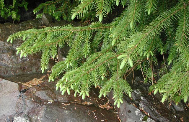 Spruce tips